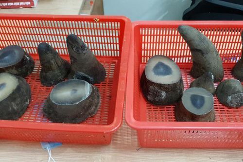 Tăng lực từ... sừng trâu!