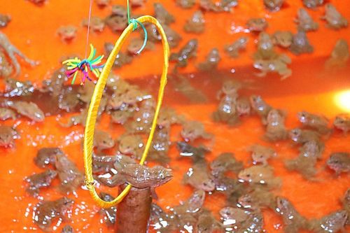 Độc lạ: Lão nông miền Tây cho ếch làm xiếc