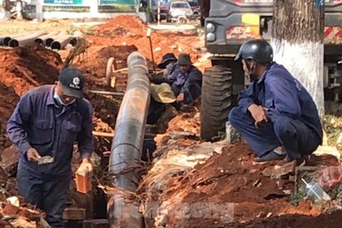 Hàng cây sao 30 năm tuổi ở Buôn Ma Thuột nguy cơ đổ gãy vì bị chặt rễ