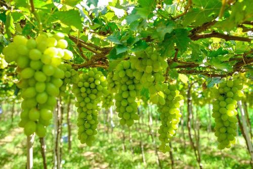 Lễ hội Nho - Vang Ninh Thuận năm 2023: Cơ hội quảng bá và phát triển du lịch