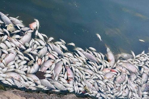 Hà Tĩnh: Tìm nguyên nhân cá chết hàng loạt tại hồ Bồng Sơn