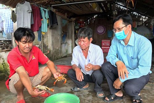 Cua Cà Mau chết rải rác trên diện tích hơn 12.000 ha