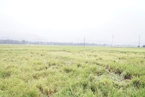 Nghệ An có gần 1.700 ha lúa bị đổ, ngã do mưa lớn
