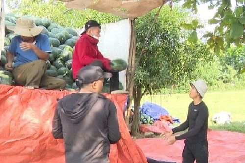 Dưa hấu rớt giá thê thảm, nông dân như 'ngồi trên đống lửa'
