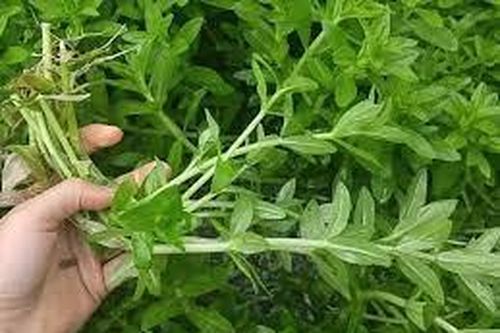 Ảnh hưởng của các điều kiện trích ly bằng ethanol đến hàm lượng polyphenol, triterpenoid và khả năng kháng oxy hóa của dịch chiết rau ngổ trâu