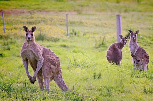 Australia kêu gọi người dân giết kangaroo và lấy thịt