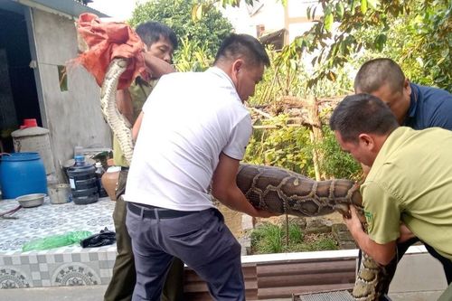 Hà Tĩnh: Bắt trăn 'khủng' bò vào trang trại nuốt bê của người dân