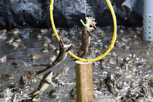 Độc lạ miền Tây: 4.000 'nghệ sĩ ếch' biểu diễn xiếc siêu đáng yêu