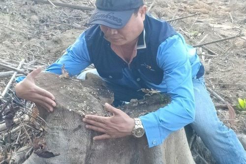 Hà Tĩnh: Liên tiếp xảy ra phá rừng tại huyện Vũ Quang