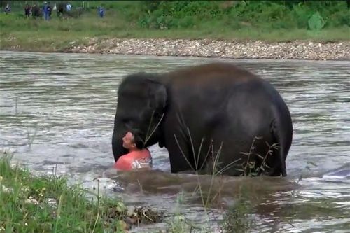 Clip: Voi con lao xuống sông cứu người 'chết đuối'