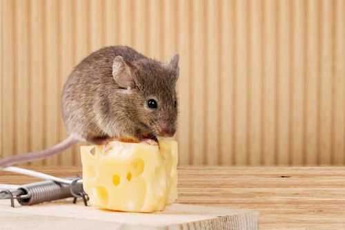 Chuột quậy phá ầm ầm trên trần nhà: Làm theo cách này là đuổi sạch cả đàn