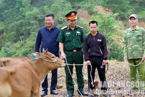 Hỗ trợ bò giống cho người dân