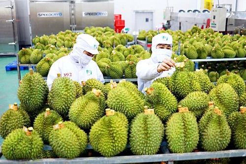 Phát triển cây ăn quả chủ lực: Không để 'vượt rào' quy hoạch