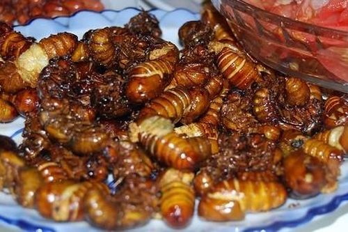Cô gái trẻ nhập viện sau ăn món 've sầu rang lá chanh'