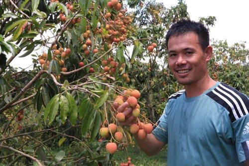 Nông dân thu tiền tỷ nhờ trồng vải u hồng