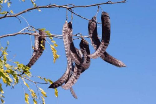 Loại quả 'cong queo, lép kẹp' được bán với giá cao ở Trung Quốc