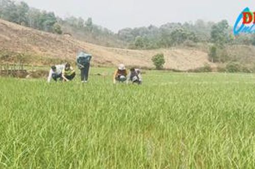 Điện Biên Đông nâng cao chất lượng nông sản