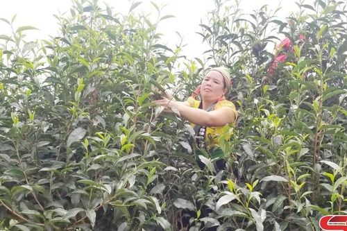 Tô Múa chuyển đổi cơ cấu kinh tế