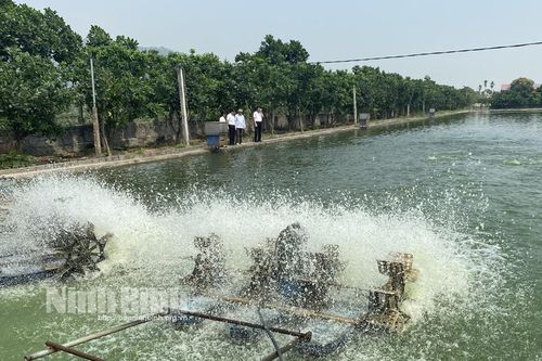 Hiệu quả từ mô hình nuôi cá nước ngọt theo hướng VietGAP