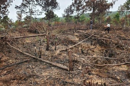 Thanh Hóa: Yêu cầu kiểm điểm 2 đơn vị để xảy ra cháy rừng