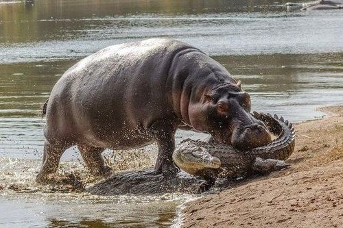 Hà mã - hung thần ở Zimbabwe