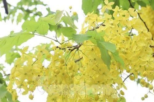Ngắm muồng hoàng yến bung sắc vàng rực rỡ khắp phố phường Hà Nội