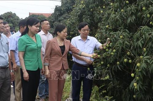 'Thủ phủ' vải lai chín sớm chuẩn bị vào mùa
