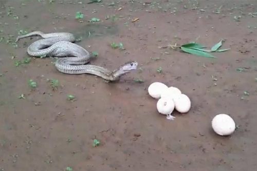 'Dựng tóc gáy' trước cảnh rắn hổ mang chúa nôn ra trứng