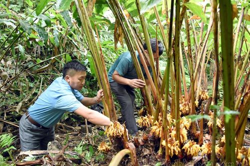 Đưa thảo quả lên đỉnh mây mù