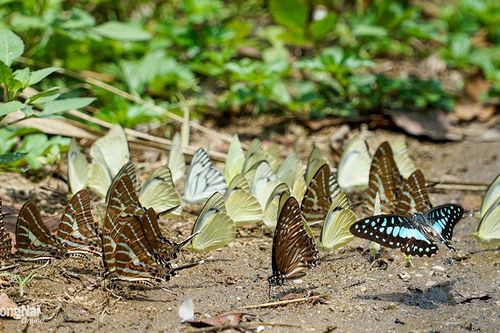 Mê mẩn với những cánh bướm sặc sỡ ở 'vương quốc bướm'