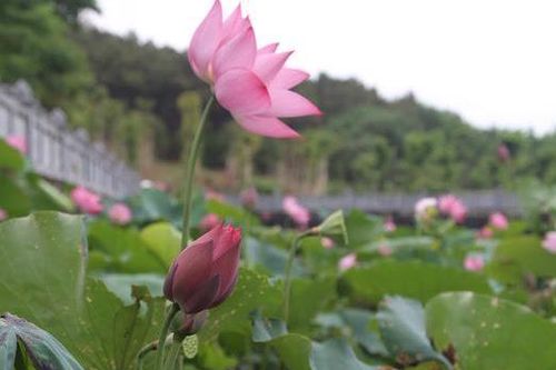 Về Làng Sen đắm chìm trong sắc sen