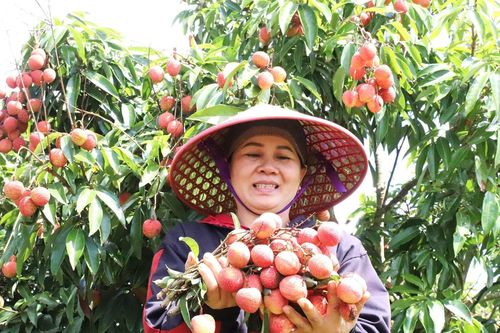 Mùa thu hoạch vải ở Tây Nguyên