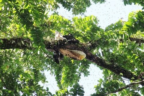 'Thót tim' xem cao thủ săn mật ong rừng 'hái ra tiền'