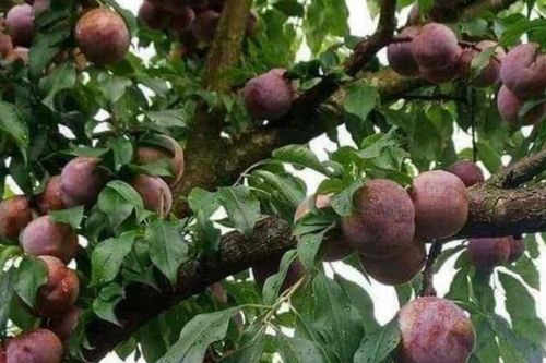 Lào Cai mất mùa mận đặc sản Tả Van
