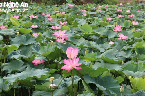 Ngát hương sen tháng 5 trên quê hương Bác Hồ