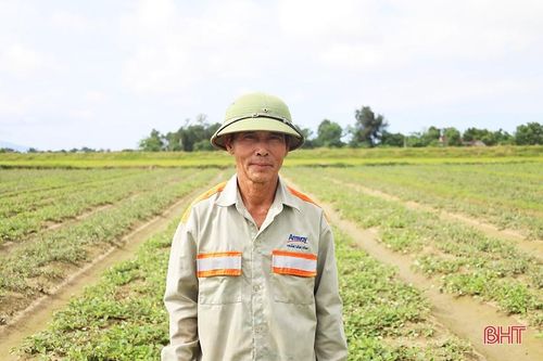 Cán bộ thôn dẫn lối 'đổi đời' từ trồng cây dược liệu