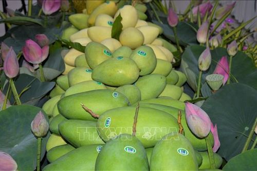 Cải tiến sản xuất để nâng cao chuỗi giá trị xoài