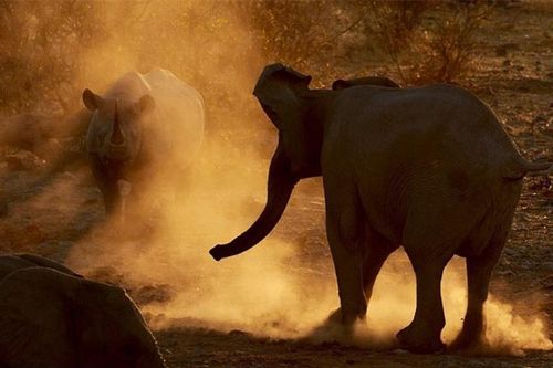 Chùm ảnh tê giác dằn mặt voi rừng