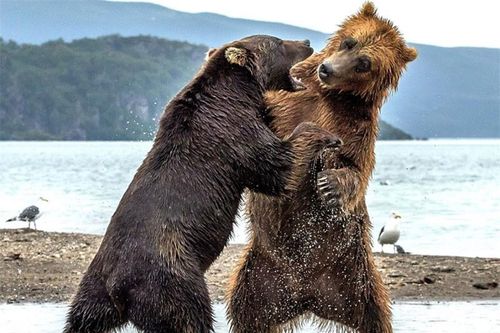 Màn 'đấu quyền anh' kịch tính của hai chú gấu khổng lồ