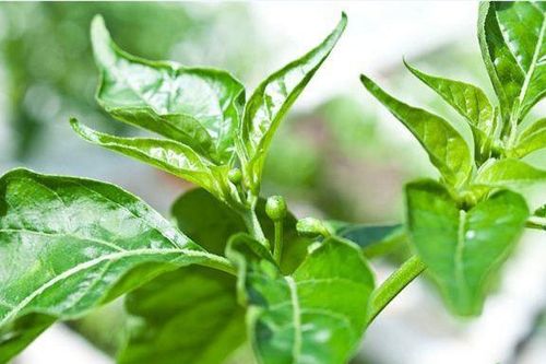 Loại lá đầy vườn không ai hái, hóa ra là món ngon giúp điều trị bệnh