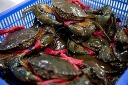 Cua Cà Mau vẫn chủ yếu xuất khẩu tiểu ngạch sang Trung Quốc