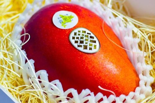 Hành trình trái xoài được một người Nhật nâng tầm bán hơn 5 triệu đồng/quả