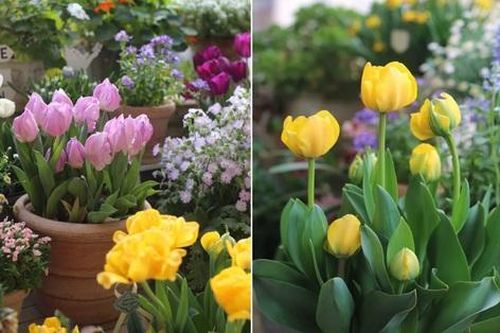 'Hoa mắt' trước khu vườn ban công rực rỡ sắc màu