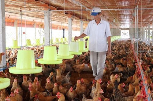 Phấn đấu có 10 huyện trở thành vùng chăn nuôi an toàn dịch bệnh đạt chuẩn thế giới