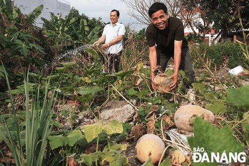 Lợi ích từ mô hình Trồng rau sạch tại các khu đất trống