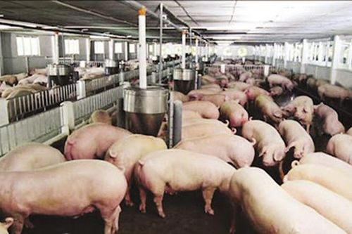 Sẽ sửa quy định nuôi 10 con lợn phải xin phép về môi trường