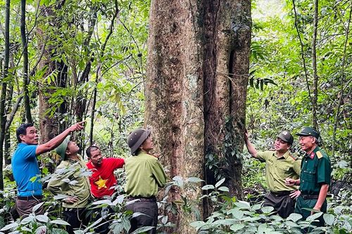 Yên Bái phát triển rừng bền vững