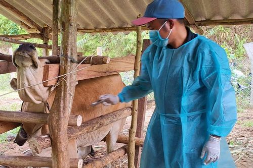 Quảng Bình: Chậm tiêm vaccine, trâu bò phát bệnh viêm da nổi cục