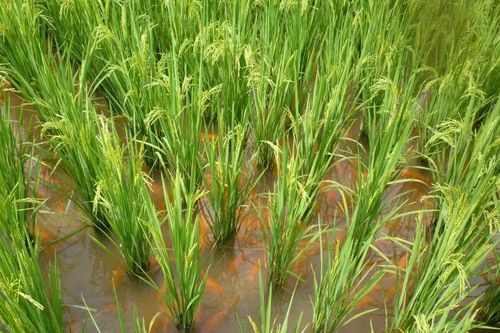 Phương pháp cổ xưa mở ra hướng phát triển bền vững