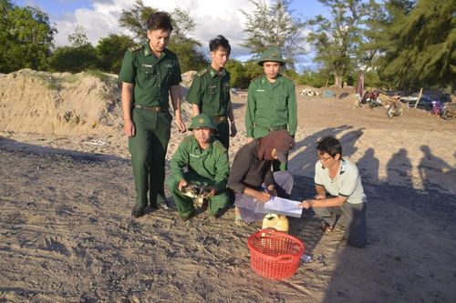 Bà Rịa - Vũng Tàu: Thả đồi mồi quý hiếm về lại môi trường biển